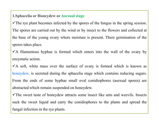 1.Sphacelia or Honeydew or Asexual stage
The rye plant becomes infected by the spores of the fungus in the spring session.
The spores are carried out by the wind or by insect to the flowers and collected at
the base of the young ovary where moisture is present. There germination of the
spores takes place.
A filamentous hyphae is formed which enters into the wall of the ovary by
enzymatic action.
A soft, white mass over the surface of ovary is formed which is known as
honeydew, is secreted during the sphacelia stage which contains reducing sugars.
From the ends of some hyphae small oval conidiophores (asexual spores) are
abstracted which remain suspended on honeydew.
The sweet taste of honeydew attracts some insect like ants and weevils. Insects
suck the sweet liquid and carry the conidiophores to the plants and spread the
fungal infection in the rye plants.
1.Sphacelia or Honeydew or Asexual stage
The rye plant becomes infected by the spores of the fungus in the spring session.
The spores are carried out by the wind or by insect to the flowers and collected at
the base of the young ovary where moisture is present. There germination of the
spores takes place.
A filamentous hyphae is formed which enters into the wall of the ovary by
enzymatic action.
A soft, white mass over the surface of ovary is formed which is known as
honeydew, is secreted during the sphacelia stage which contains reducing sugars.
From the ends of some hyphae small oval conidiophores (asexual spores) are
abstracted which remain suspended on honeydew.
The sweet taste of honeydew attracts some insect like ants and weevils. Insects
suck the sweet liquid and carry the conidiophores to the plants and spread the
fungal infection in the rye plants.
 