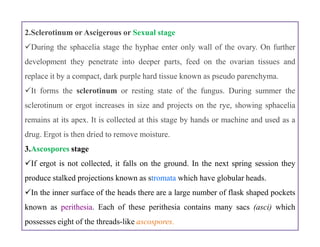 2.Sclerotinum or Ascigerous or Sexual stage
During the sphacelia stage the hyphae enter only wall of the ovary. On further
development they penetrate into deeper parts, feed on the ovarian tissues and
replace it by a compact, dark purple hard tissue known as pseudo parenchyma.
It forms the sclerotinum or resting state of the fungus. During summer the
sclerotinum or ergot increases in size and projects on the rye, showing sphacelia
remains at its apex. It is collected at this stage by hands or machine and used as a
drug. Ergot is then dried to remove moisture.
3.Ascospores stage
If ergot is not collected, it falls on the ground. In the next spring session they
produce stalked projections known as stromata which have globular heads.
In the inner surface of the heads there are a large number of flask shaped pockets
known as perithesia. Each of these perithesia contains many sacs (asci) which
possesses eight of the threads-like ascospores.
2.Sclerotinum or Ascigerous or Sexual stage
During the sphacelia stage the hyphae enter only wall of the ovary. On further
development they penetrate into deeper parts, feed on the ovarian tissues and
replace it by a compact, dark purple hard tissue known as pseudo parenchyma.
It forms the sclerotinum or resting state of the fungus. During summer the
sclerotinum or ergot increases in size and projects on the rye, showing sphacelia
remains at its apex. It is collected at this stage by hands or machine and used as a
drug. Ergot is then dried to remove moisture.
3.Ascospores stage
If ergot is not collected, it falls on the ground. In the next spring session they
produce stalked projections known as stromata which have globular heads.
In the inner surface of the heads there are a large number of flask shaped pockets
known as perithesia. Each of these perithesia contains many sacs (asci) which
possesses eight of the threads-like ascospores.
 