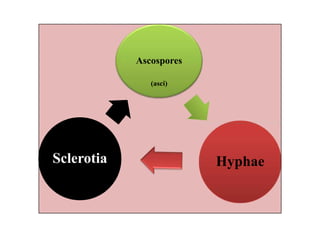 Ascospores
Hyphae
(asci)
HyphaeHyphaeSclerotia
 