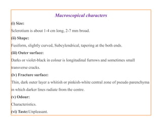Macroscopical characters
(i) Size:
Sclerotium is about 1-4 cm long, 2-7 mm broad.
(ii) Shape:
Fusiform, slightly curved, Subcylendrical, tapering at the both ends.
(iii) Outer surface:
Darks or violet-black in colour is longitudinal furrows and sometimes small
transverse cracks.
(iv) Fracture surface:
Thin, dark outer layer a whitish or pinkish-white central zone of pseudo parenchyma
in which darker lines radiate from the centre.
(v) Odour:
Characteristics.
(vi) Taste:Unpleasant.
Macroscopical characters
(i) Size:
Sclerotium is about 1-4 cm long, 2-7 mm broad.
(ii) Shape:
Fusiform, slightly curved, Subcylendrical, tapering at the both ends.
(iii) Outer surface:
Darks or violet-black in colour is longitudinal furrows and sometimes small
transverse cracks.
(iv) Fracture surface:
Thin, dark outer layer a whitish or pinkish-white central zone of pseudo parenchyma
in which darker lines radiate from the centre.
(v) Odour:
Characteristics.
(vi) Taste:Unpleasant.
 