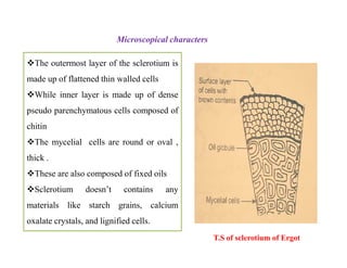 Microscopical characters
The outermost layer of the sclerotium is
made up of flattened thin walled cells
While inner layer is made up of dense
pseudo parenchymatous cells composed of
chitin
The mycelial cells are round or oval ,
thick .
These are also composed of fixed oils
Sclerotium doesn’t contains any
materials like starch grains, calcium
oxalate crystals, and lignified cells.
The outermost layer of the sclerotium is
made up of flattened thin walled cells
While inner layer is made up of dense
pseudo parenchymatous cells composed of
chitin
The mycelial cells are round or oval ,
thick .
These are also composed of fixed oils
Sclerotium doesn’t contains any
materials like starch grains, calcium
oxalate crystals, and lignified cells.
T.S of sclerotium of Ergot
 