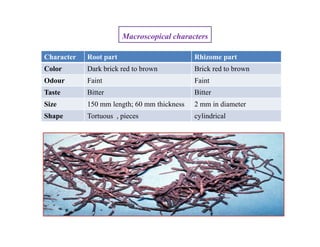 Character Root part Rhizome part
Color Dark brick red to brown Brick red to brown
Odour Faint Faint
Taste Bitter Bitter
Size 150 mm length; 60 mm thickness 2 mm in diameter
Shape Tortuous , pieces cylindrical
Macroscopical characters
 