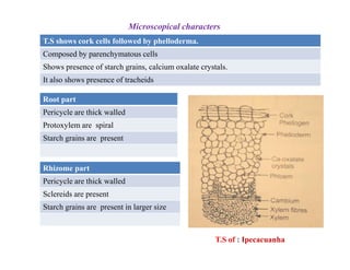 T.S shows cork cells followed by phelloderma.
Composed by parenchymatous cells
Shows presence of starch grains, calcium oxalate crystals.
It also shows presence of tracheids
Microscopical characters
Root part
Pericycle are thick walled
Protoxylem are spiral
Starch grains are presentStarch grains are present
Rhizome part
Pericycle are thick walled
Sclereids are present
Starch grains are present in larger size
T.S of : Ipecacuanha
 