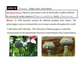 OPIUM
Biological Source: Opium or gum opium is the air dried milky exudates obtained
by incising the unripe capsules of Papaver somniferum. family - Papaveraceae .
History: In 1806 Serturner isolated the alkaloid morphine from Opium. The
opium poppy is grown commercially now in many countries throughout the world.
Cultivation and Collection: The cultivation of Opium poppy is controlled
internationally by the International Narcotics Control Board of the United Nations.
Synonym : Poppy Latex , Gum opium.
Cultivation and Collection: The cultivation of Opium poppy is controlled
internationally by the International Narcotics Control Board of the United Nations.
 