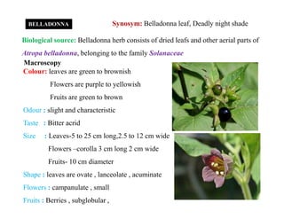 Synosym: Belladonna leaf, Deadly night shade
Biological source: Belladonna herb consists of dried leafs and other aerial parts of
Atropa belladonna, belonging to the family Solanaceae
Macroscopy
Colour: leaves are green to brownish
Flowers are purple to yellowish
Fruits are green to brown
Odour : slight and characteristic
Taste : Bitter acrid
Size : Leaves-5 to 25 cm long,2.5 to 12 cm wide
Flowers –corolla 3 cm long 2 cm wide
Fruits- 10 cm diameter
Shape : leaves are ovate , lanceolate , acuminate
Flowers : campanulate , small
Fruits : Berries , subglobular ,
BELLADONNA
Colour: leaves are green to brownish
Flowers are purple to yellowish
Fruits are green to brown
Odour : slight and characteristic
Taste : Bitter acrid
Size : Leaves-5 to 25 cm long,2.5 to 12 cm wide
Flowers –corolla 3 cm long 2 cm wide
Fruits- 10 cm diameter
Shape : leaves are ovate , lanceolate , acuminate
Flowers : campanulate , small
Fruits : Berries , subglobular ,
 