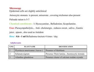 Microscopy
Epidermal cells are slightly anticlinical
Anisocytic stomata is present, uniserrate , covering trichomes also present
Palisade ration is 5-7
Chemical constituents : l- Hyoscyamine , Belladonine ,Scopolamine.
Uses :Parasympatholytic , Anti- cholenergic , reduces sweat , saliva , Gastric
juice , spasm , also used as Antidote
Dose : 0.6 - 1 ml Belladonna tincture 4 times / day.
Epidermal cells are slightly anticlinical
Anisocytic stomata is present, uniserrate , covering trichomes also present
Palisade ration is 5-7
Chemical constituents : l- Hyoscyamine , Belladonine ,Scopolamine.
Uses :Parasympatholytic , Anti- cholenergic , reduces sweat , saliva , Gastric
juice , spasm , also used as Antidote
Dose : 0.6 - 1 ml Belladonna tincture 4 times / day.
S.NO PLANT NAME IDENTIFICATION
1 Plytolacca americanna ( leaves ) Presence of Idioblasts
2 Solanum nigrum Presence Thick lamina , Anomocytic stomata
3 Ailanthus glandulosa Presence cluster of calcium oxalate crystals
Adulterants
 