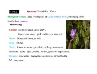 Synosym: Periwinkle , Vinca
Biological source: Dried whole plant of Catharanthus roses , belonging to the
family Apocynaceae.
Macroscopy
VINCA
Colour: leaves are green , pale grey ,
flowers are violet , pink , white , carmine red.
Odour : Bitter and characteristic
Taste : Bitter
Shape : leaves are ovate , petiolate , oblong , unicostate ,
reticulate , acute , apex , entire , brittle , glossy in appearance ,
Flowers : Bracteates , pedicellate , complex , hermaphodite ,
2-3 cm cymose.
Colour: leaves are green , pale grey ,
flowers are violet , pink , white , carmine red.
Odour : Bitter and characteristic
Taste : Bitter
Shape : leaves are ovate , petiolate , oblong , unicostate ,
reticulate , acute , apex , entire , brittle , glossy in appearance ,
Flowers : Bracteates , pedicellate , complex , hermaphodite ,
2-3 cm cymose.
 