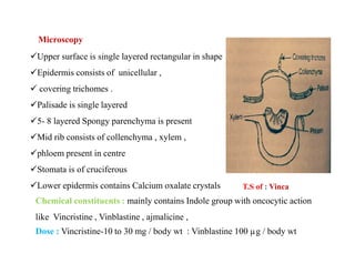 Microscopy
Upper surface is single layered rectangular in shape
Epidermis consists of unicellular ,
 covering trichomes .
Palisade is single layered
5- 8 layered Spongy parenchyma is present
Mid rib consists of collenchyma , xylem ,
phloem present in centre
Stomata is of cruciferous
Lower epidermis contains Calcium oxalate crystals
Upper surface is single layered rectangular in shape
Epidermis consists of unicellular ,
 covering trichomes .
Palisade is single layered
5- 8 layered Spongy parenchyma is present
Mid rib consists of collenchyma , xylem ,
phloem present in centre
Stomata is of cruciferous
Lower epidermis contains Calcium oxalate crystals
Chemical constituents : mainly contains Indole group with oncocytic action
like Vincristine , Vinblastine , ajmalicine ,
Dose : Vincristine-10 to 30 mg / body wt : Vinblastine 100 µg / body wt
T.S of : Vinca
 