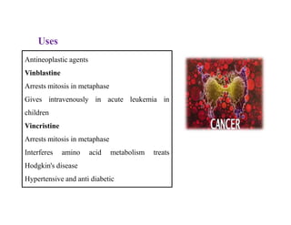 Antineoplastic agents
Vinblastine
Arrests mitosis in metaphase
Gives intravenously in acute leukemia in
children
Vincristine
Arrests mitosis in metaphase
Interferes amino acid metabolism treats
Hodgkin's disease
Hypertensive and anti diabetic
Uses
Antineoplastic agents
Vinblastine
Arrests mitosis in metaphase
Gives intravenously in acute leukemia in
children
Vincristine
Arrests mitosis in metaphase
Interferes amino acid metabolism treats
Hodgkin's disease
Hypertensive and anti diabetic
 