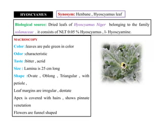 HYOSCYAMUS Synosym: Henbane , Hyoscyamus leaf
Biological source: Dried leafs of Hyoscyamus Niger belonging to the family
solanaceae , it consists of NLT 0.05 % Hyoscyamus , l- Hyoscyamine.
MACROSCOPY
Color :leaves are pale green in color
Odor :characteristic
Taste :bitter , acrid
Size : Lamina is 25 cm long
Shape :Ovate , Oblong , Triangular , with
petiole ,
Leaf margins are irregular , dentate
Apex is covered with hairs , shows pinnate
venetation
Flowers are funnel shaped
MACROSCOPY
Color :leaves are pale green in color
Odor :characteristic
Taste :bitter , acrid
Size : Lamina is 25 cm long
Shape :Ovate , Oblong , Triangular , with
petiole ,
Leaf margins are irregular , dentate
Apex is covered with hairs , shows pinnate
venetation
Flowers are funnel shaped
 