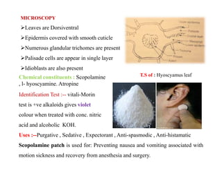 MICROSCOPY
Leaves are Dorsiventral
Epidermis covered with smooth cuticle
Numerous glandular trichomes are present
Palisade cells are appear in single layer
Idioblasts are also present
Chemical constituents : Scopolamine
, l- hyoscyamine. Atropine
T.S of : Hyoscyamus leafChemical constituents : Scopolamine
, l- hyoscyamine. Atropine
Uses :--Purgative , Sedative , Expectorant , Anti-spasmodic , Anti-histamatic
Scopolamine patch is used for: Preventing nausea and vomiting associated with
motion sickness and recovery from anesthesia and surgery.
Identification Test :-- vitali-Morin
test is +ve alkaloids gives violet
colour when treated with conc. nitric
acid and alcoholic KOH.
 