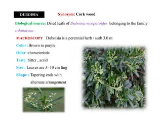 DUBOISIA
Biological source: Dried leafs of Duboisia myoporoides belonging to the family
solanaceae .
Synosym: Cork wood
MACROSCOPY Duboisia is a perennial herb / surb 3.0 m
Color :Brown to purple
Odor :characteristic
Taste :bitter , acrid
Size : Leaves are 3- 10 cm ling
Shape : Tapering ends with
alternate arrangement
MACROSCOPY Duboisia is a perennial herb / surb 3.0 m
Color :Brown to purple
Odor :characteristic
Taste :bitter , acrid
Size : Leaves are 3- 10 cm ling
Shape : Tapering ends with
alternate arrangement
 