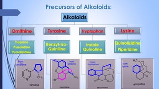 Precursors of Alkaloids:
Alkaloids
Ornithine
Tropane
Pyrrolidine
Pyrrolizidine
Tyrosine
Benzyl-iso-
Quiniline
Tryptophan
Indole
Quinoline
Lysine
Quinolizidine
Piperidine
N
N
CH3
nicotine
from
ornithine
N
O
N
O
strychnine
from
tryptophan
O
HO
N
CH3
HO
morphine
from
tyrosine
N O
H
H3C
Lycopodine
from
lysine
 
