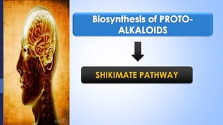 SHIKIMATE PATHWAY
 