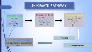 SHIKIMATE PATHWAY
Shikimic Acid Chorismic Acid Prephenic Acid
Phenylalanine
Tyrosine
Proto-Alkaloids
E.g. Ephedrine, Epinephrine
etc.
 