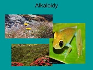 Alkaloidy 
