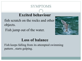Alkalosis in Fish | PPTX