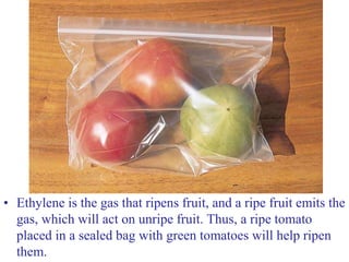 • Ethylene is the gas that ripens fruit, and a ripe fruit emits the
gas, which will act on unripe fruit. Thus, a ripe tomato
placed in a sealed bag with green tomatoes will help ripen
them.
 