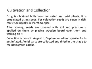 Cultivation and Collection
Drug is obtained both from cultivated and wild plants. It is
propagated using seeds. For cultivation seeds are sown in rich,
moist soil usually in March to April.
After sowing, seeds are covered with soil and pressure is
applied on them by placing wooden board over them and
walking on it.
Collection is done in August to September when capsular fruits
get inflated. Aerial parts are collected and dried in the shade to
maintain green colour.
 