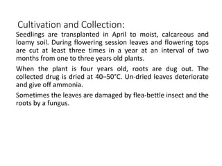 Cultivation and Collection:
Seedlings are transplanted in April to moist, calcareous and
loamy soil. During flowering session leaves and flowering tops
are cut at least three times in a year at an interval of two
months from one to three years old plants.
When the plant is four years old, roots are dug out. The
collected drug is dried at 40–50°C. Un-dried leaves deteriorate
and give off ammonia.
Sometimes the leaves are damaged by flea-bettle insect and the
roots by a fungus.
 
