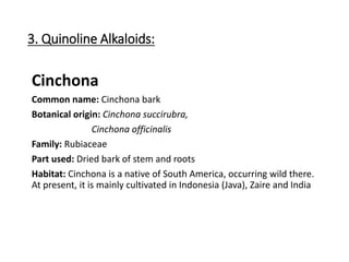 3. Quinoline Alkaloids:
Cinchona
Common name: Cinchona bark
Botanical origin: Cinchona succirubra,
Cinchona officinalis
Family: Rubiaceae
Part used: Dried bark of stem and roots
Habitat: Cinchona is a native of South America, occurring wild there.
At present, it is mainly cultivated in Indonesia (Java), Zaire and India
 