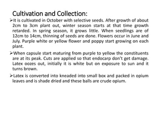 Cultivation and Collection:
It is cultivated in October with selective seeds. After growth of about
2cm to 3cm plant out, winter season starts at that time growth
retarded. In spring season, it grows little. When seedlings are of
12cm to 14cm, thinning of seeds are done. Flowers occur in June and
July. Purple white or yellow flower and poppy start growing on each
plant.
When capsule start maturing from purple to yellow the constituents
are at its peak. Cuts are applied so that endocarp don’t get damage.
Latex oozes out, initially it is white but on exposure to sun and it
turns brown.
Latex is converted into kneaded into small box and packed in opium
leaves and is shade dried and these balls are crude opium.
 