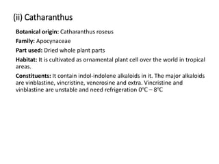 (ii) Catharanthus
Botanical origin: Catharanthus roseus
Family: Apocynaceae
Part used: Dried whole plant parts
Habitat: It is cultivated as ornamental plant cell over the world in tropical
areas.
Constituents: It contain indol-indolene alkaloids in it. The major alkaloids
are vinblastine, vincristine, venerosine and extra. Vincristine and
vinblastine are unstable and need refrigeration 0℃ – 8℃
 