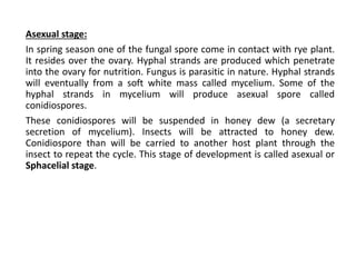 Asexual stage:
In spring season one of the fungal spore come in contact with rye plant.
It resides over the ovary. Hyphal strands are produced which penetrate
into the ovary for nutrition. Fungus is parasitic in nature. Hyphal strands
will eventually from a soft white mass called mycelium. Some of the
hyphal strands in mycelium will produce asexual spore called
conidiospores.
These conidiospores will be suspended in honey dew (a secretary
secretion of mycelium). Insects will be attracted to honey dew.
Conidiospore than will be carried to another host plant through the
insect to repeat the cycle. This stage of development is called asexual or
Sphacelial stage.
 
