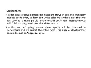 Sexual stage:
In this stage of development the mycelium grown in size and eventually
replace entire ovary to form soft white color mass which over the time
will become hard and purple in color to form Seclerotia. These seclerotia
will fall down on ground over the winter season.
In the start of spring season sexual spores will be produced in
seclerotium and will repeat the entire cycle. This stage of development
is called sexual or Ascigerous cycle.
 