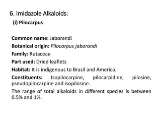 6. Imidazole Alkaloids:
(i) Pilocarpus
Common name: Jaborandi
Botanical origin: Pilocarpus jaborandi
Family: Rutaceae
Part used: Dried leaflets
Habitat: It is indigenous to Brazil and America.
Constituents: Isopilocarpine, pilocarpidine, pilosine,
pseudopilocarpine and isopilosine.
The range of total alkaloids in different species is between
0.5% and 1%.
 