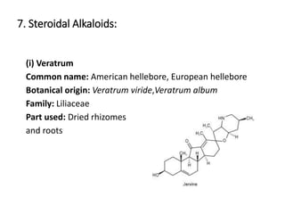 7. Steroidal Alkaloids:
(i) Veratrum
Common name: American hellebore, European hellebore
Botanical origin: Veratrum viride,Veratrum album
Family: Liliaceae
Part used: Dried rhizomes
and roots
 