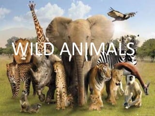 WILD ANIMALS
 