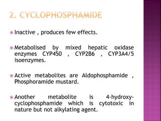  Inactive , produces few effects.
 Metabolised by mixed hepatic oxidase
enzymes CYP450 , CYP2B6 , CYP3A4/5
isoenzymes.
 Active metabolites are Aldophosphamide ,
Phosphoramide mustard.
 Another metabolite is 4-hydroxy-
cyclophosphamide which is cytotoxic in
nature but not alkylating agent.
 