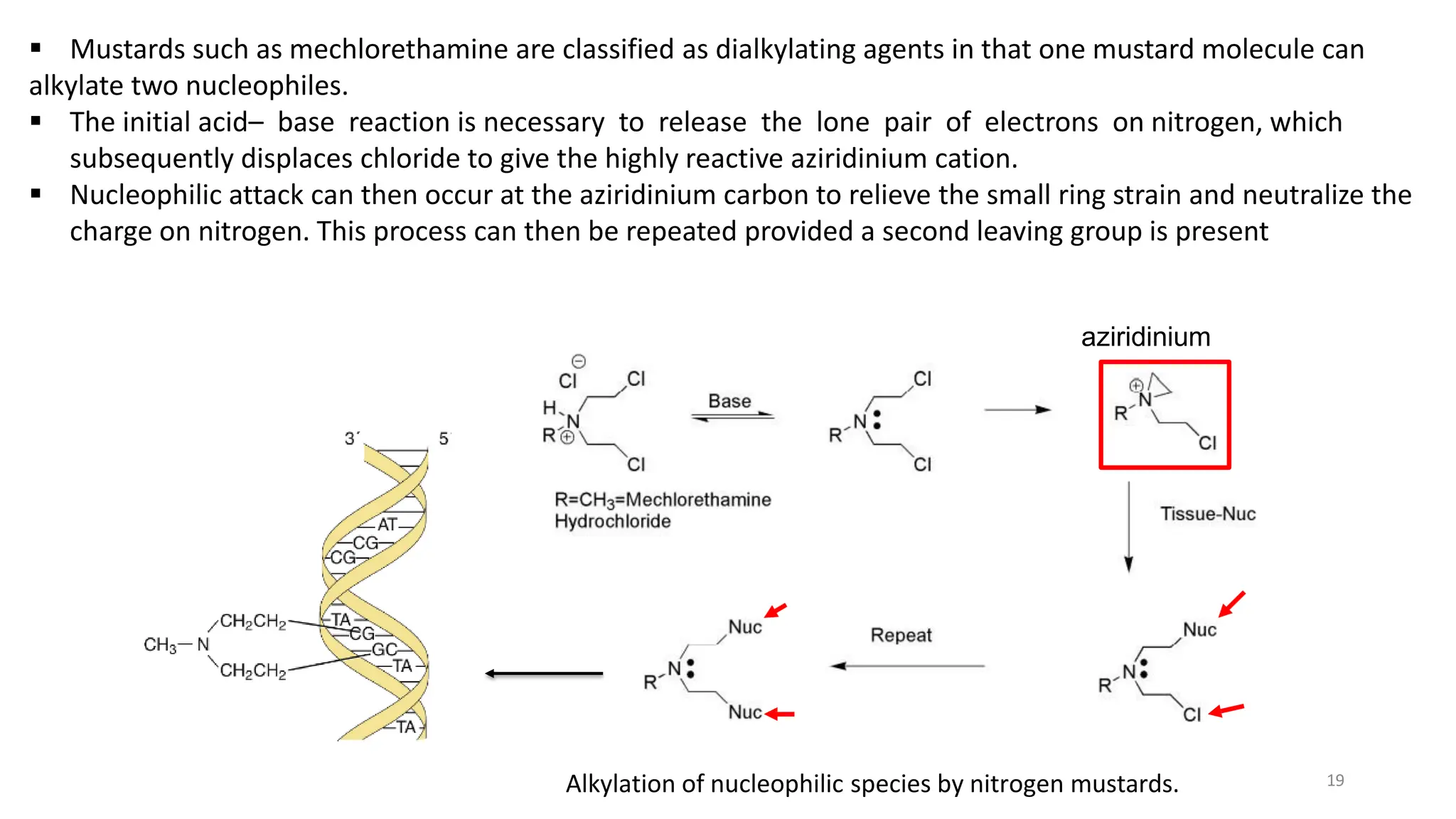 ▪ Mustards such as mechlorethamine are classified as dialkylating agents in that one mustard molecule can
alkylate two nucleophiles.
▪ The initial acid– base reaction is necessary to release the lone pair of electrons on nitrogen, which
subsequently displaces chloride to give the highly reactive aziridinium cation.
▪ Nucleophilic attack can then occur at the aziridinium carbon to relieve the small ring strain and neutralize the
charge on nitrogen. This process can then be repeated provided a second leaving group is present
Alkylation of nucleophilic species by nitrogen mustards. 19
aziridinium
 