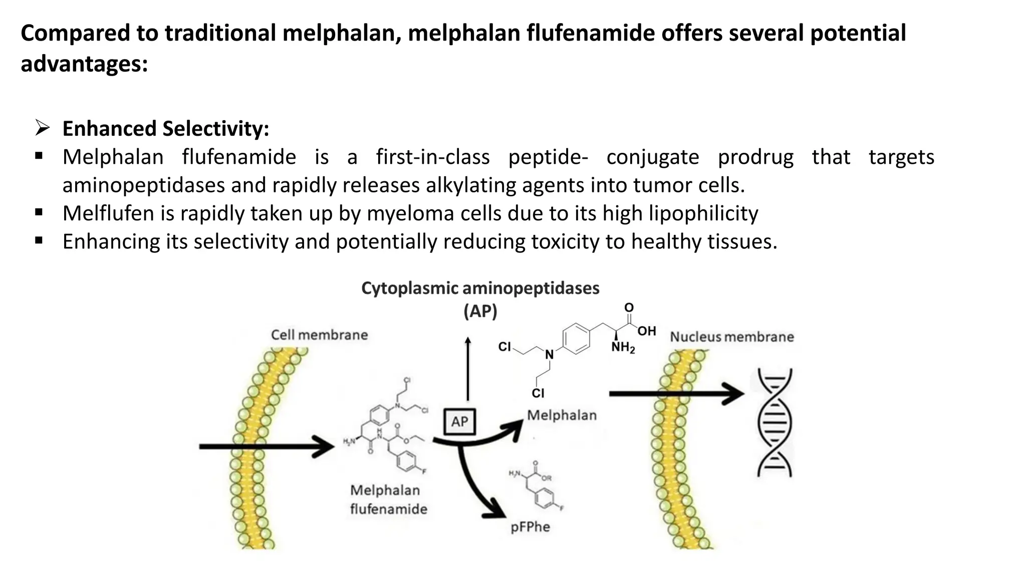 Compared to traditional melphalan, melphalan flufenamide offers several potential
advantages:
➢ Enhanced Selectivity:
▪ Melphalan flufenamide is a first-in-class peptide- conjugate prodrug that targets
aminopeptidases and rapidly releases alkylating agents into tumor cells.
▪ Melflufen is rapidly taken up by myeloma cells due to its high lipophilicity
▪ Enhancing its selectivity and potentially reducing toxicity to healthy tissues.
 