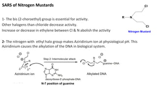 SARS of Nitrogen Mustards
1- The bis (2-choroethyl) group is essential for activity.
Other halogens than chloride decrease activity.
Increase or decrease in ethylene between Cl & N abolish the activity
2- The nitrogen with ethyl halo group makes Aziridinium ion at physiological pH. This
Aziridinium causes the alkylation of the DNA in biological system.
N-7 position of guanine
 