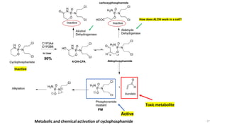 Metabolic and chemical activation of cyclophosphamide
Toxic metabolite
Inactive
In Liver
27
Active
4-OH-CPA
How does ALDH work in a cell?
carboxyphosphamide
Aldophosphamide
PM
90%
 
