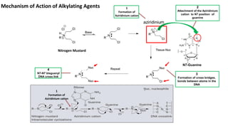 Mechanism of Action of Alkylating Agents
N7-Guanine
1
Formation of
Aziridinium cation
1
Formation of
Aziridinium cation
2
Attachment of the Aziridinium
cation to N7 position of
guanine
3
Formation of cross bridges,
bonds between atoms in the
DNA
4
N7-N7 bisguanyl
DNA cross link
Nitrogen Mustard
 