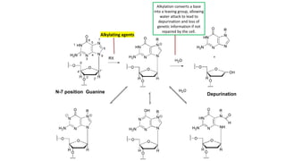 Alkylation converts a base
into a leaving group, allowing
water attack to lead to
depurination and loss of
genetic information if not
repaired by the cell.
Depurination
N-7 position Guanine
Alkylating agents
 
