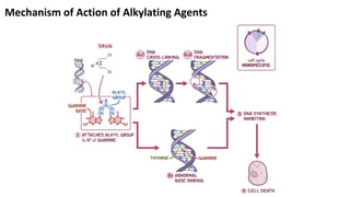 Mechanism of Action of Alkylating Agents
 