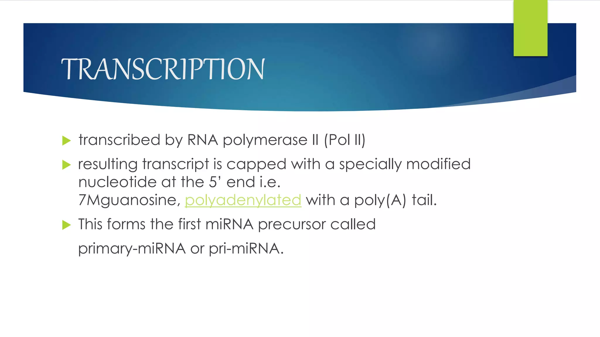 TRANSCRIPTION
 transcribed by RNA polymerase II (Pol II)
 resulting transcript is capped with a specially modified
nucleotide at the 5’ end i.e.
7Mguanosine, polyadenylated with a poly(A) tail.
 This forms the first miRNA precursor called
primary-miRNA or pri-miRNA.
 