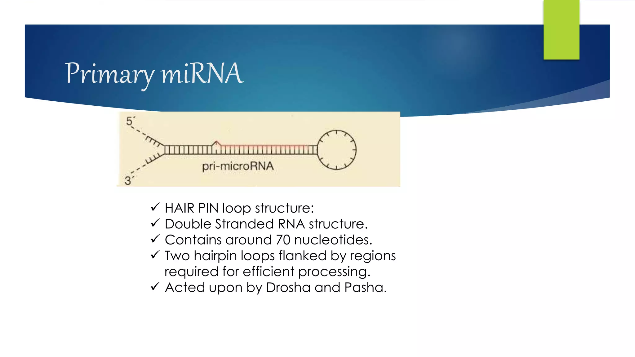 Primary miRNA
 HAIR PIN loop structure:
 Double Stranded RNA structure.
 Contains around 70 nucleotides.
 Two hairpin loops flanked by regions
required for efficient processing.
 Acted upon by Drosha and Pasha.
 