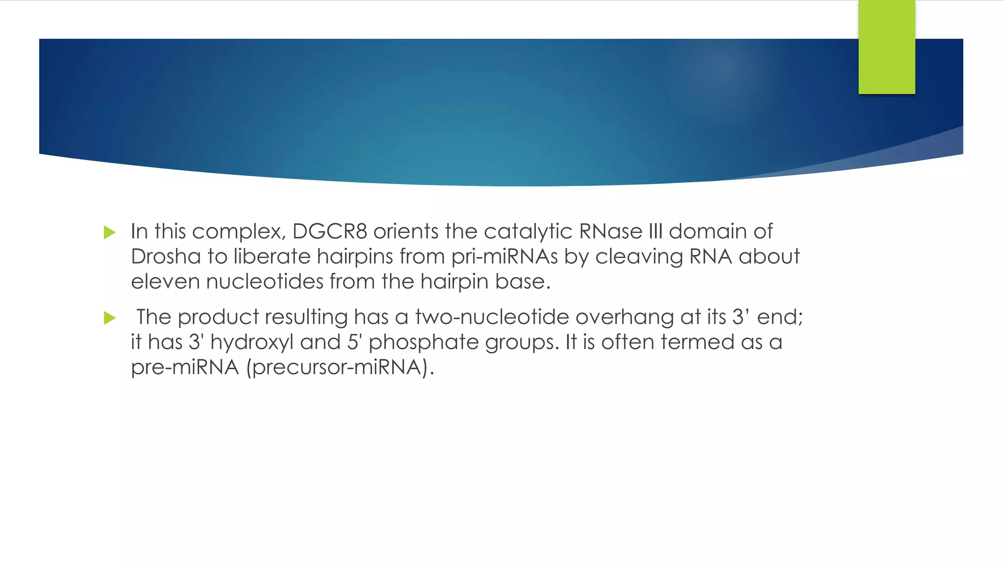  In this complex, DGCR8 orients the catalytic RNase III domain of
Drosha to liberate hairpins from pri-miRNAs by cleaving RNA about
eleven nucleotides from the hairpin base.
 The product resulting has a two-nucleotide overhang at its 3’ end;
it has 3' hydroxyl and 5' phosphate groups. It is often termed as a
pre-miRNA (precursor-miRNA).
 