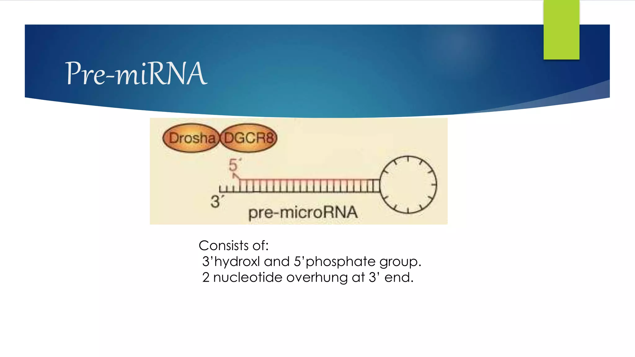 Pre-miRNA
Consists of:
3’hydroxl and 5’phosphate group.
2 nucleotide overhung at 3’ end.
 