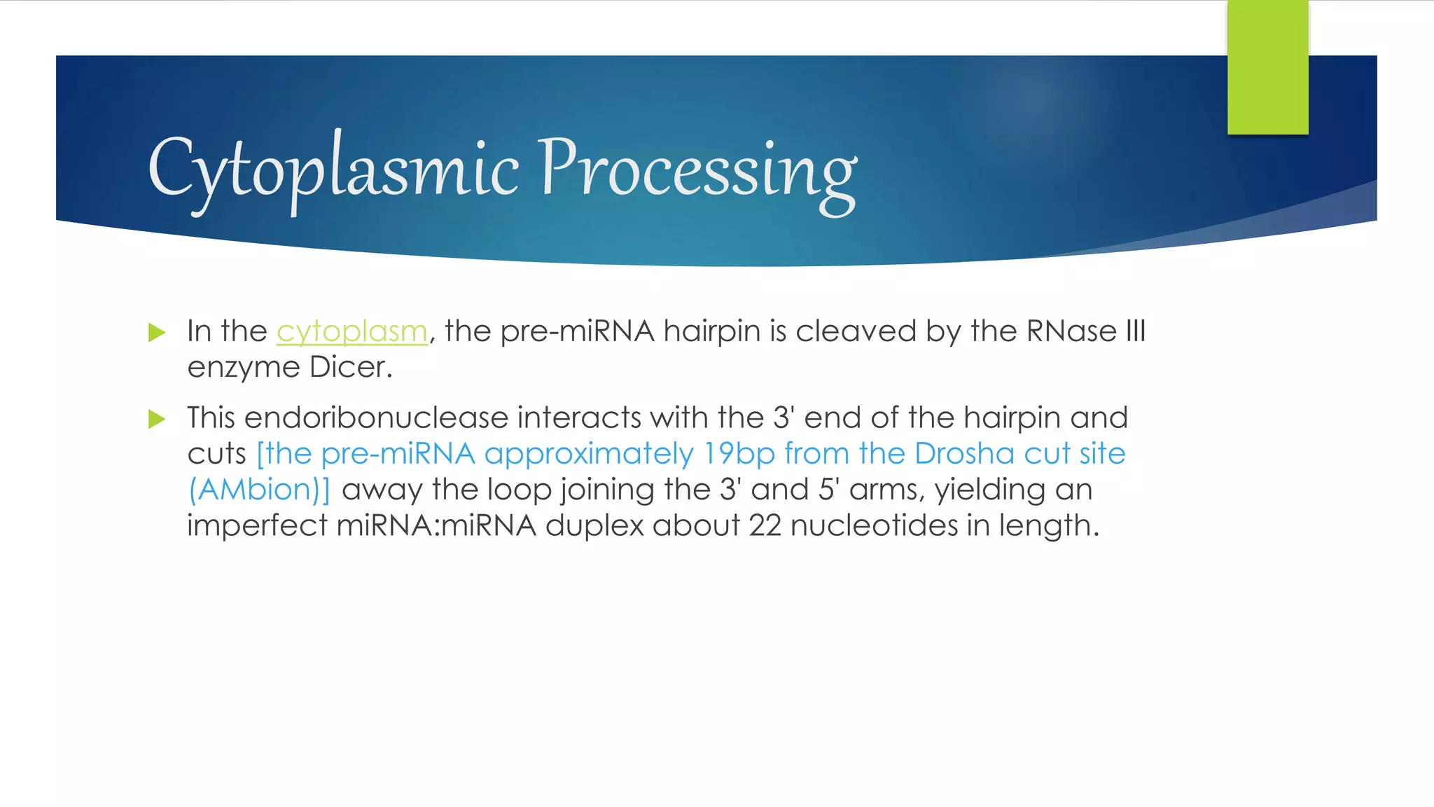 Cytoplasmic Processing
 In the cytoplasm, the pre-miRNA hairpin is cleaved by the RNase III
enzyme Dicer.
 This endoribonuclease interacts with the 3' end of the hairpin and
cuts [the pre-miRNA approximately 19bp from the Drosha cut site
(AMbion)] away the loop joining the 3' and 5' arms, yielding an
imperfect miRNA:miRNA duplex about 22 nucleotides in length.
 