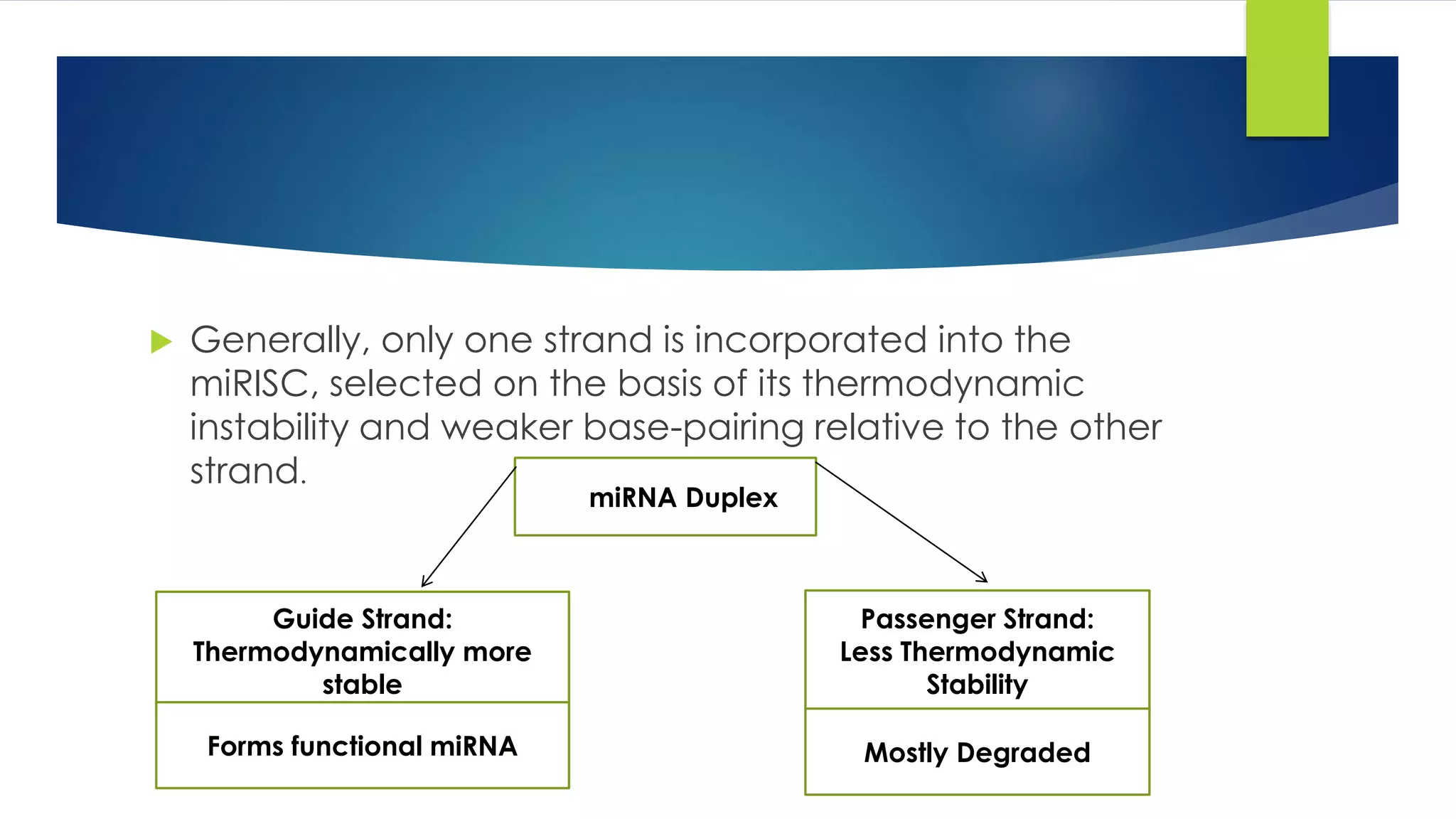  Generally, only one strand is incorporated into the
miRISC, selected on the basis of its thermodynamic
instability and weaker base-pairing relative to the other
strand.
damiRNA Duplex
Guide Strand:
Thermodynamically more
stable
Passenger Strand:
Less Thermodynamic
Stability
Forms functional miRNA Mostly Degraded
 