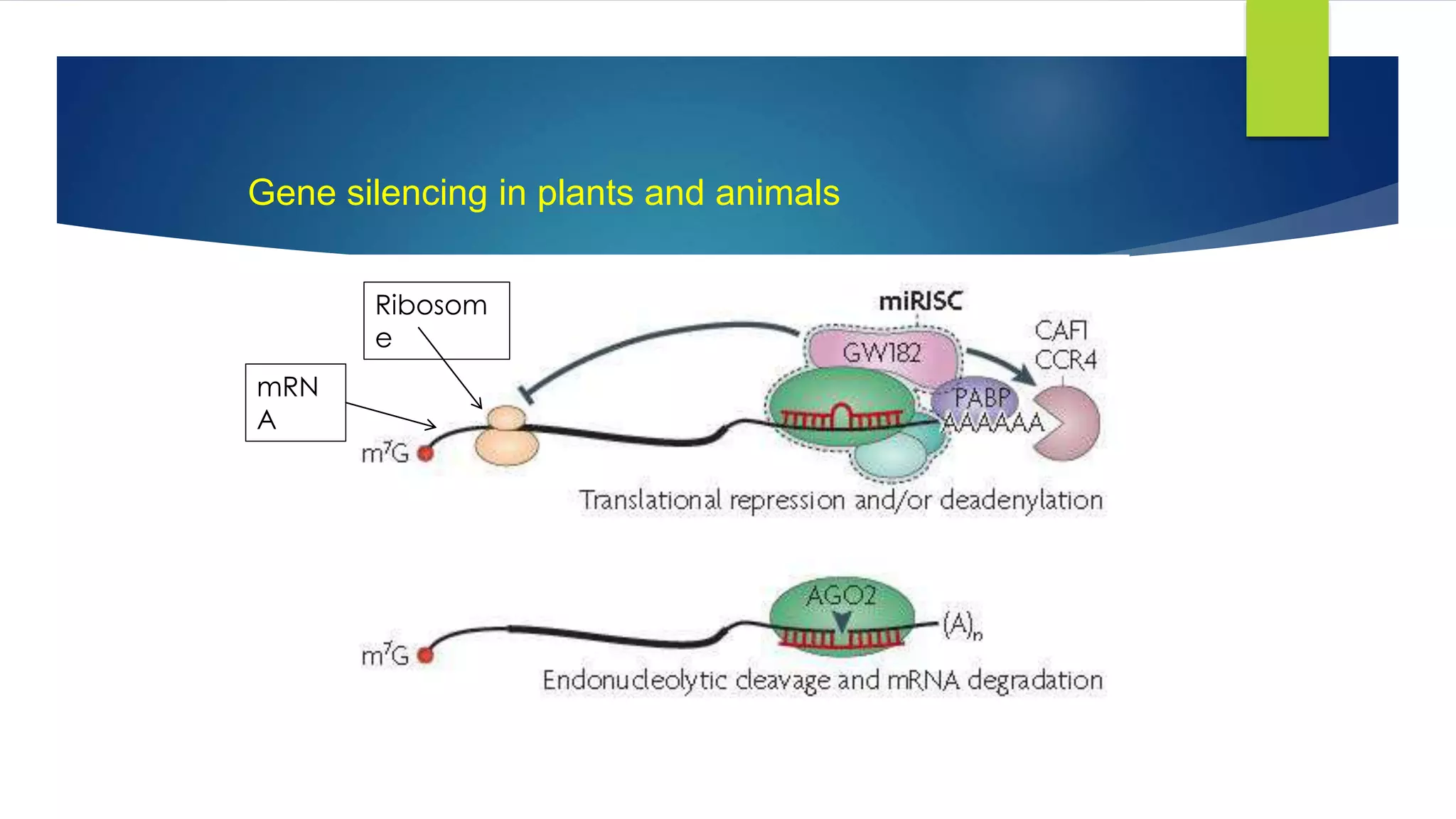 Gene silencing in plants and animals
mRN
A
Ribosom
e
 