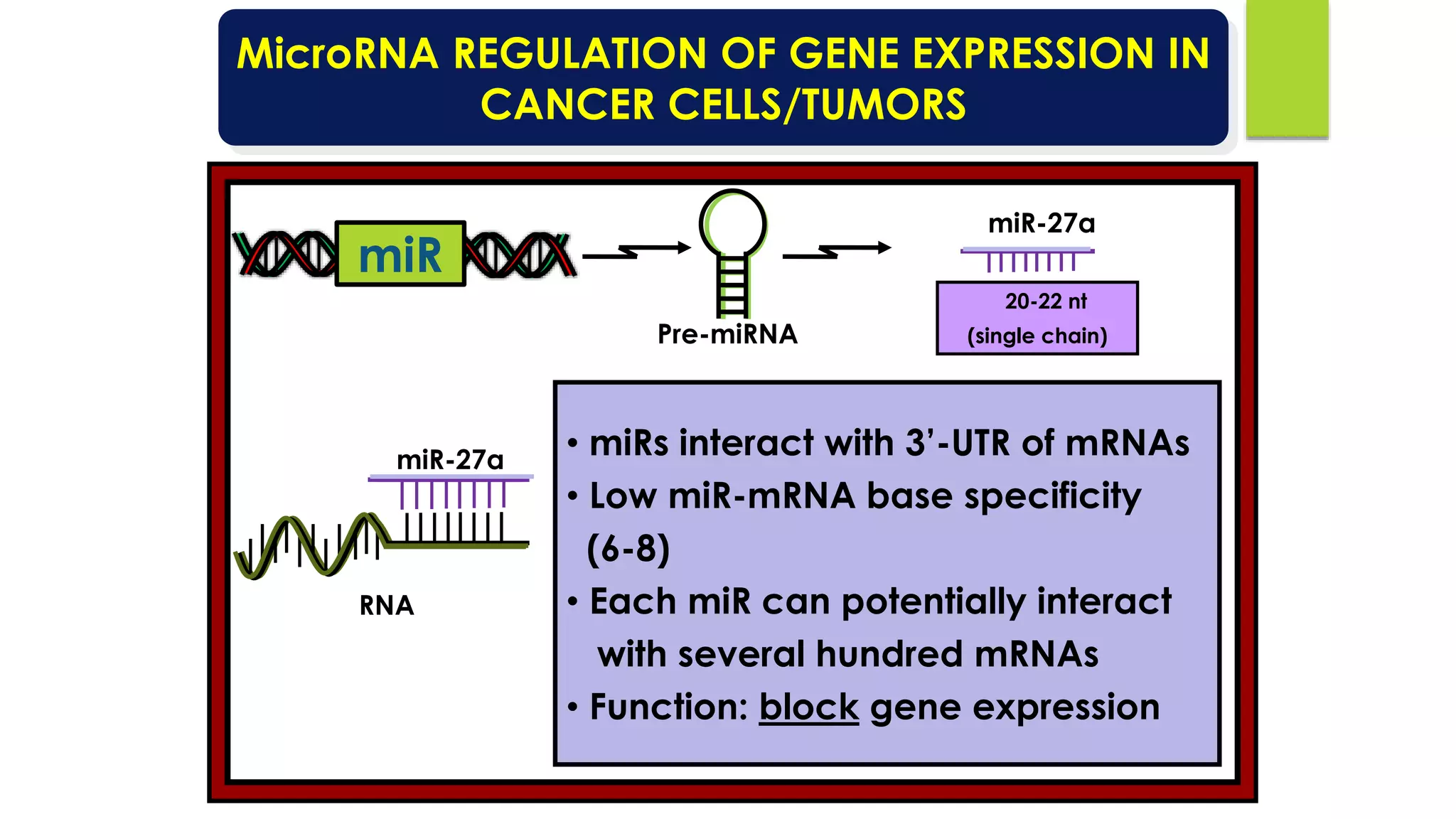 • miRs interact with 3’-UTR of mRNAs
• Low miR-mRNA base specificity
(6-8)
• Each miR can potentially interact
with several hundred mRNAs
• Function: block gene expression
Pre-miRNA
MicroRNA REGULATION OF GENE EXPRESSION IN
CANCER CELLS/TUMORS
20-22 nt
(single chain)
miR-27a
miR-27a
RNA
miR
 