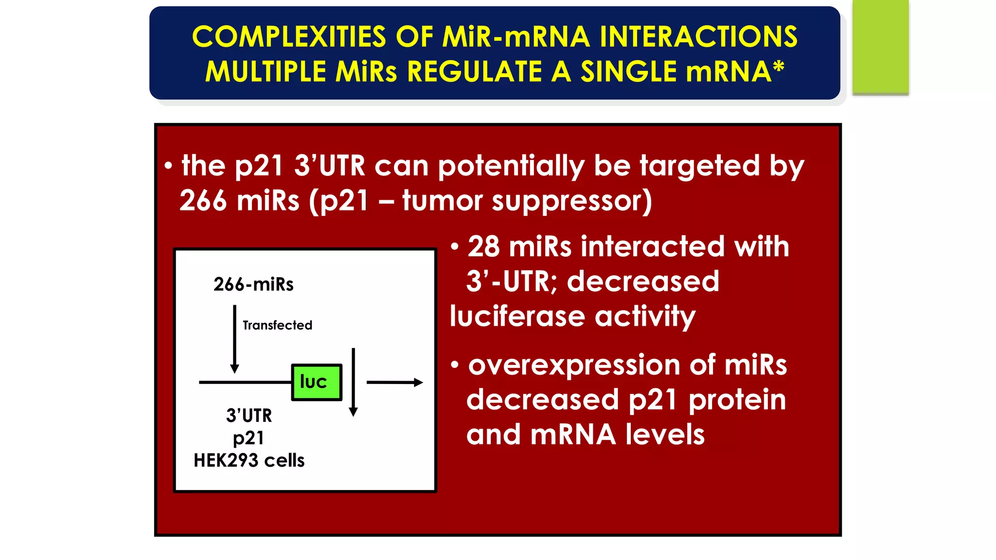 COMPLEXITIES OF MiR-mRNA INTERACTIONS
MULTIPLE MiRs REGULATE A SINGLE mRNA*
• the p21 3’UTR can potentially be targeted by
266 miRs (p21 – tumor suppressor)
266-miRs
luc
Transfected
3’UTR
p21
HEK293 cells
• 28 miRs interacted with
3’-UTR; decreased
luciferase activity
• overexpression of miRs
decreased p21 protein
and mRNA levels
 