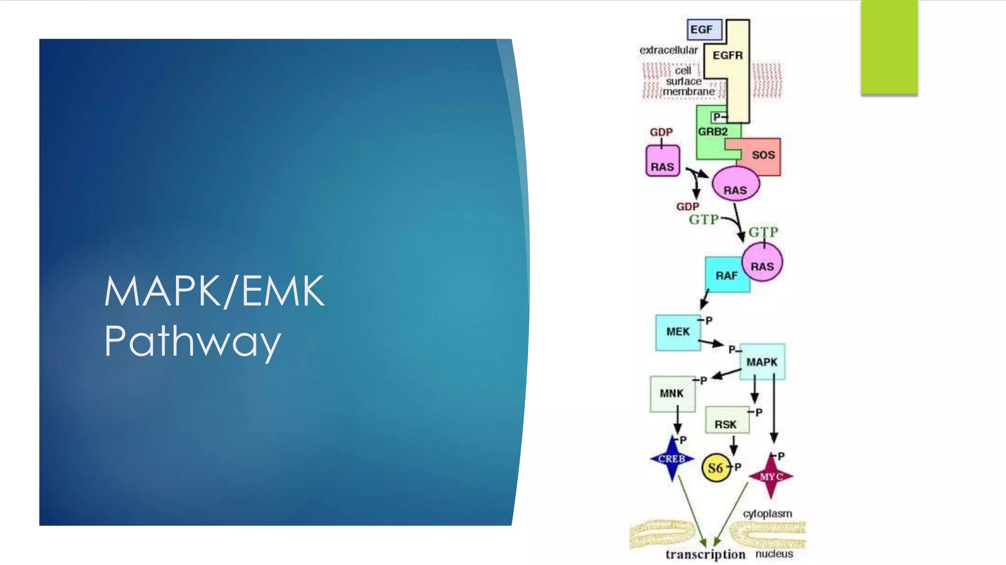 MAPK/EMK
Pathway
 